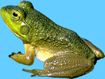 Original frog photo
