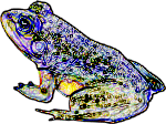 Frog photo iteration #1