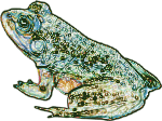 Frog photo iteration #2